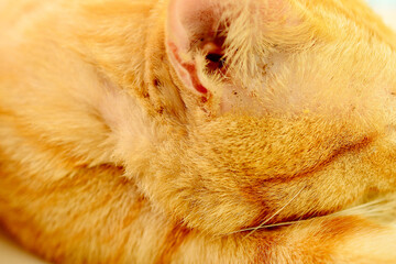 thai orange cat