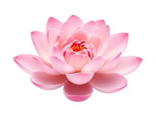 a close up of a flower