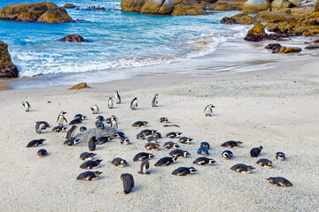 Endangered African Penguins sunning on sandy beach at Boulders Beach near Simons Town, Western Cape, South Africa