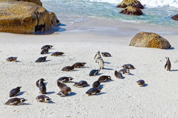Small group of endangered African Penguins on beach at Boulders Beach near Simons Town, Western Cape, South Africa