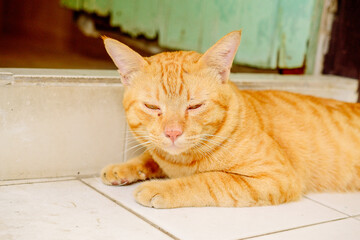 thai orange cat