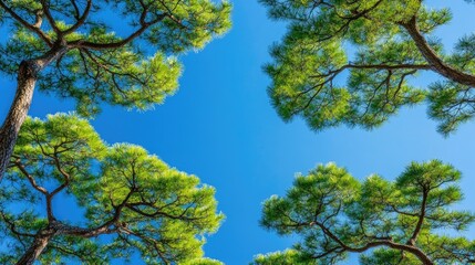Green pine trees sway gently against a clear blue sky in Japan, capturing the beauty of nature and a peaceful, vibrant landscape scene.