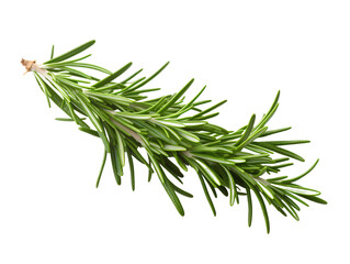 Fototapeta premium a close up of a sprig of rosemary
