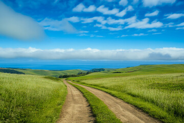 Obraz premium A road runs through a grassy field with a blue sky in the background. The road is dirt and the grass is lush and green