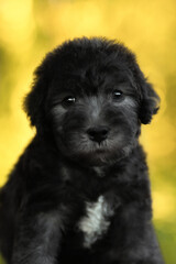 cute small black bedlington terrier puppy portrait on green sunny nature