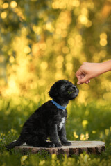 cute small black bedlington terrier puppy portrait on green sunny nature with owner hand