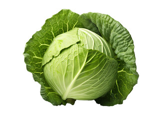 Fototapeta premium a head of cabbage with leaves