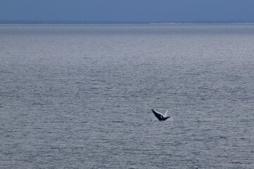 Obraz premium humpback whale