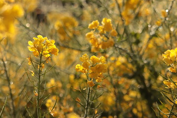 rape blossom  in the meadow