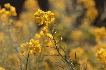rape blossom field