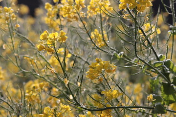 rape blossom field
yellow flowers in the wind