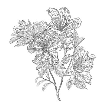 recommend clip art: Flower outline twig  rhododendron mountain shrub four on a white background vintage vector illustration editable hand draw