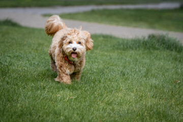 A male dog Maltipoo breed goes on green grass toward the camera lens.