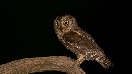 Eurasian scops owl - Otus scops