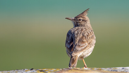 Crested lark - Galerida cristata