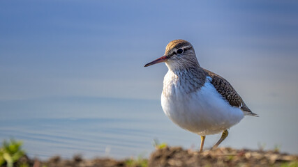 Common sandpiper - Actitis hypoleucos
