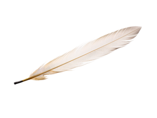 a feather on a white background