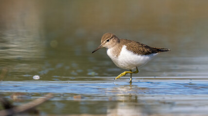 Common sandpiper - Actitis hypoleucos