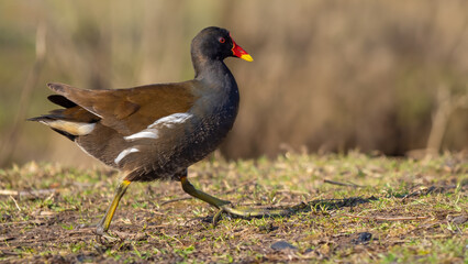 Common moorhen - Gallinula chloropus