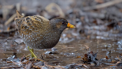 Spotted crake - Porzana porzana
