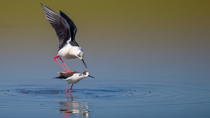 Black-winged stilts in love