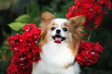 cute papillon dog close up portrait outdoors with red blooming flowers