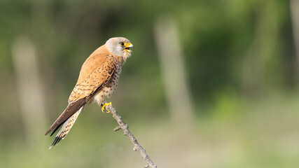 Perched Lesser kestrel - Falco naumanni