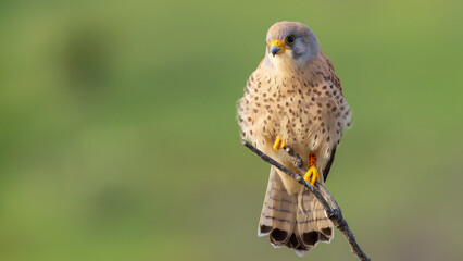 Lesser kestrel - Falco naumanni