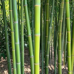 Fototapeta premium Serene bamboo grove with tall, straight stalks growing in tight clusters, creating a peaceful natural environment. AE