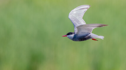 Whiskered tern - Chlidonias hybrida