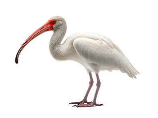 Fototapeta premium a white bird with a long beak