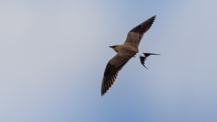 Collared pratincole - Glareola pratincola