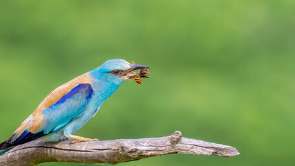 European roller - Coracias garrulus