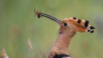 Euroasian hoopoe - Upupa epops © jnakev