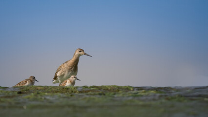 Ruff - Calidris pugnax and Little stints - Calidris minuta