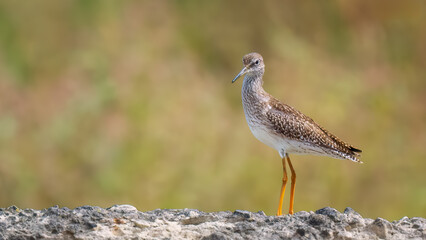 Common redshank juvenile - Tringa totanus