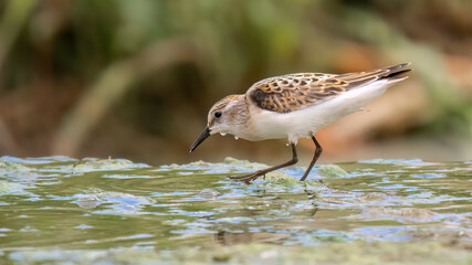 Little stint - Calidris minuta