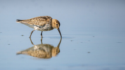 Dunlin - Calidris alpina