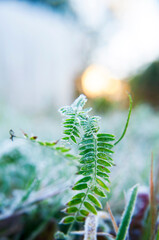 Frost on the plants on sunny autumn morning