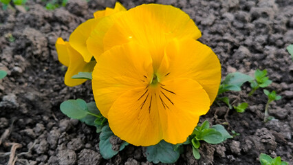 colorful blooming pansy flowers in the Spring