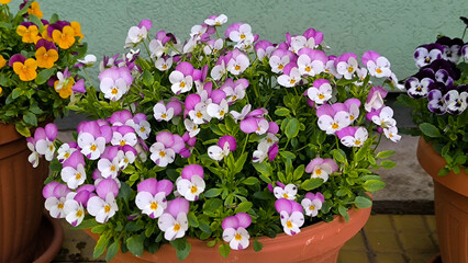colorful blooming pansy flowers in the Spring