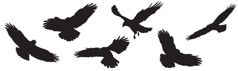 Vector Silhouette Collection: Clean and Bold Designs  Birds of prey - Common buzzard Buteo buteo flying