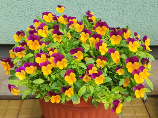 colorful blooming pansy flowers in the Spring