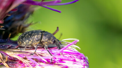 Larinus planus