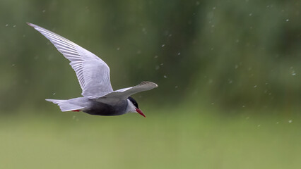 Whiskered tern - Chlidonias hybrida