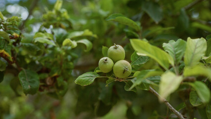 Apple fruits hanging on a tree among green leaves in an outdoor setting in mallorca, balearic islands, during summer.