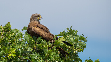 Black kite - Milvus migrans