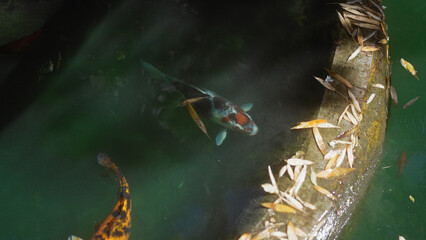 A serene koi pond with vibrant fish among scattered leaves, evoking a sense of tranquility.