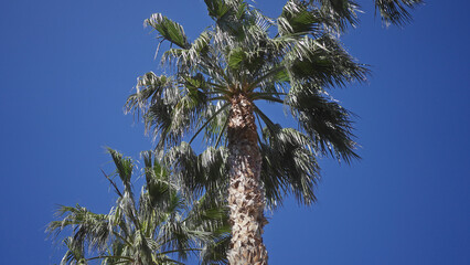 A towering palm tree against a clear blue sky symbolizing tropical climates and tranquil nature scenes.