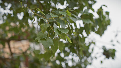 Close-up of a green leafy plant in murcia, spain, showcasing the foliage and natural ambiance.